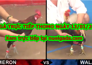 Đá gà Campuchia Hôm Nay ngày 13/01/2020