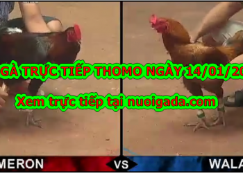 Đá gà Trực tiếp Thomo ngày 14/01/2020