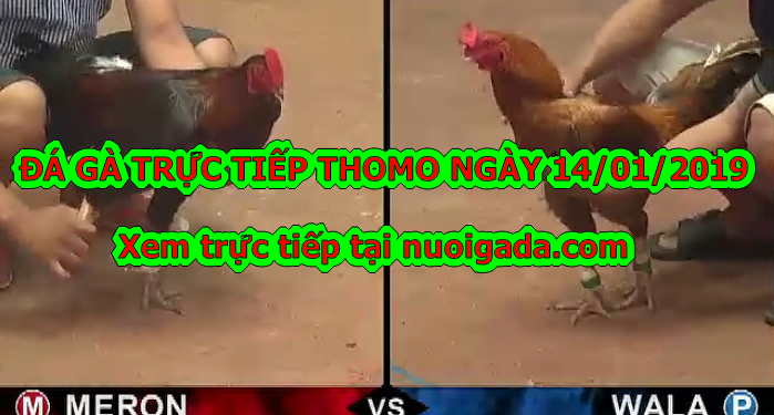 Đá gà Trực tiếp Thomo ngày 14/01/2020