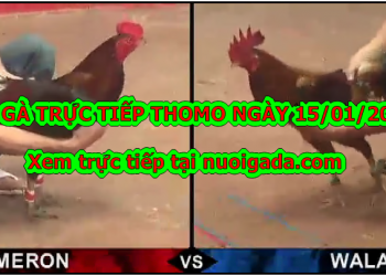 Đá gà Trực tiếp Thomo ngày 14/01/2020