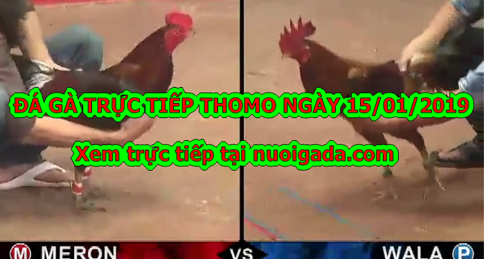 Đá gà Trực tiếp Thomo ngày 14/01/2020