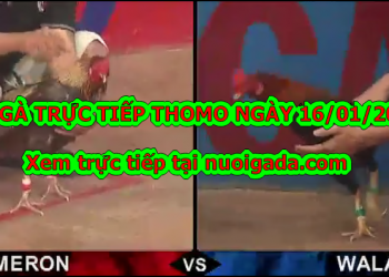 Đá gà Trực tiếp Thomo ngày 14/01/2020