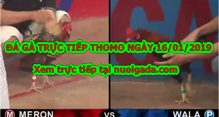 Đá gà Trực tiếp Thomo ngày 14/01/2020