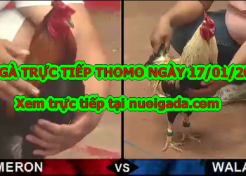 Đá gà Trực tiếp Thomo ngày 14/01/2020