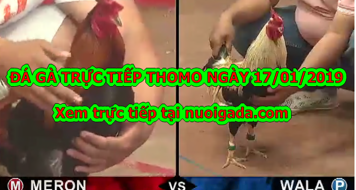 Đá gà Trực tiếp Thomo ngày 14/01/2020