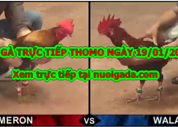 Đá gà Trực tiếp Thomo ngày 14/01/2020