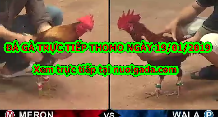 Đá gà Trực tiếp Thomo ngày 14/01/2020
