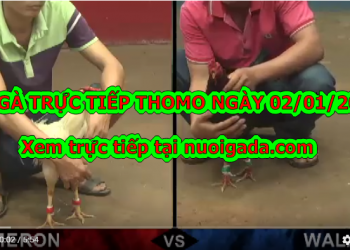 Đá gà trực tiếp bình luận ngày 2/1/2020