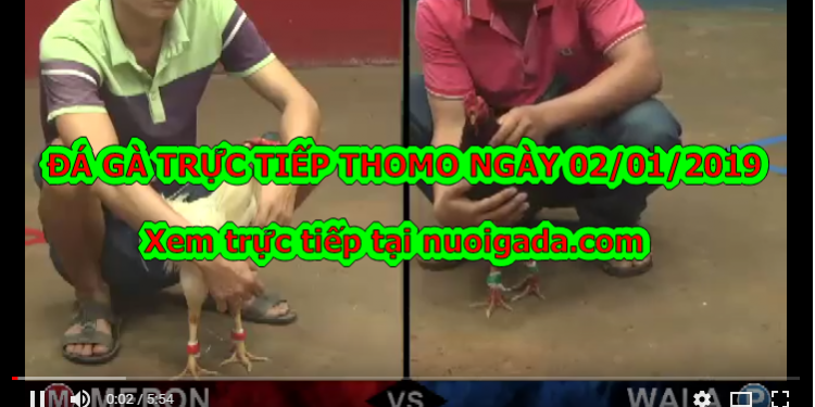 Đá gà trực tiếp bình luận ngày 2/1/2020