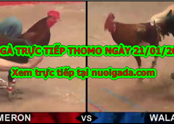 Đá gà trực tiếp Thomo thứ 2 ngày 20/1/2020