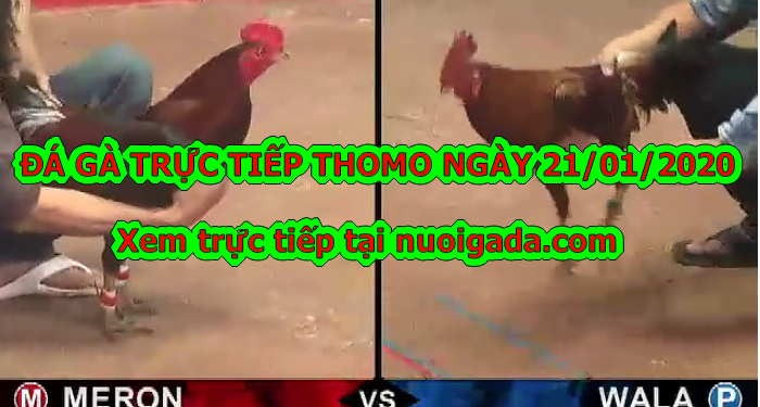 Đá gà trực tiếp Thomo thứ 2 ngày 20/1/2020