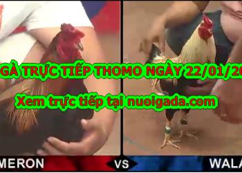 Đá gà trực tiếp Thomo thứ 2 ngày 20/1/2020