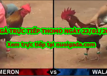 Đá gà trực tiếp Thomo thứ 2 ngày 20/1/2020