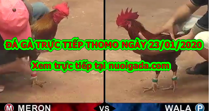 Đá gà trực tiếp Thomo thứ 2 ngày 20/1/2020