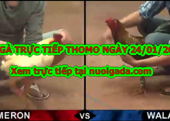 Đá gà trực tiếp Thomo thứ 2 ngày 20/1/2020