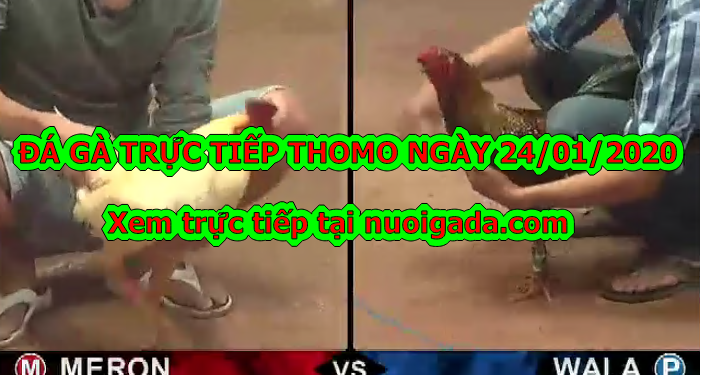 Đá gà trực tiếp Thomo thứ 2 ngày 20/1/2020