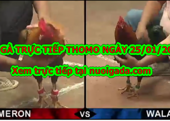 Đá gà trực tiếp Thomo thứ 2 ngày 20/1/2020