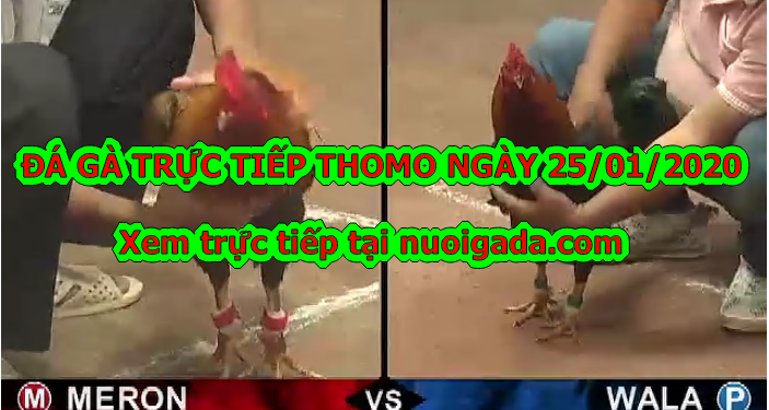 Đá gà trực tiếp Thomo thứ 2 ngày 20/1/2020
