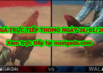 Đá gà trực tiếp Thomo thứ 2 ngày 20/1/2020