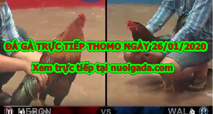 Đá gà trực tiếp Thomo thứ 2 ngày 20/1/2020