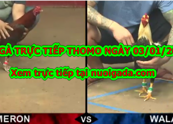 Đá gà trực tiếp Hôm Nay ngày 3/1/2020