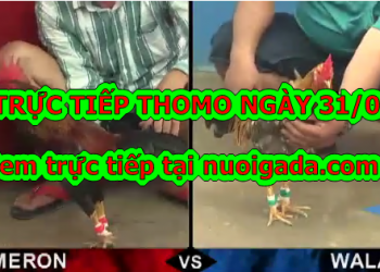 Đá gà trực tiếp Thomo thứ 6 ngày 31/1/2020