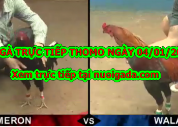 Xem đá gà trực tiếp tại casino Thomo ngày 4/1/2020