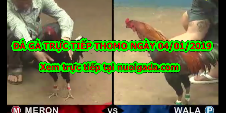 Xem đá gà trực tiếp tại casino Thomo ngày 4/1/2020
