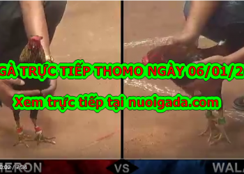 Đá gà Thomo Trực Tiếp ngày 6/1/2020