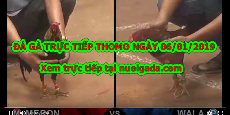 Đá gà Thomo Trực Tiếp ngày 6/1/2020