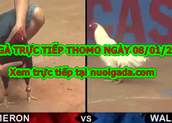 Đá gà Thomo Trực Tiếp ngày 6/1/2020
