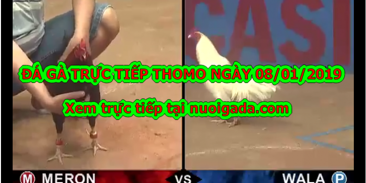 Đá gà Thomo Trực Tiếp ngày 6/1/2020