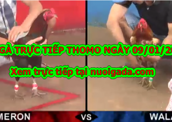 Xem đá gà Thomo trực tiếp Hôm Nay ngày 9/1/2020