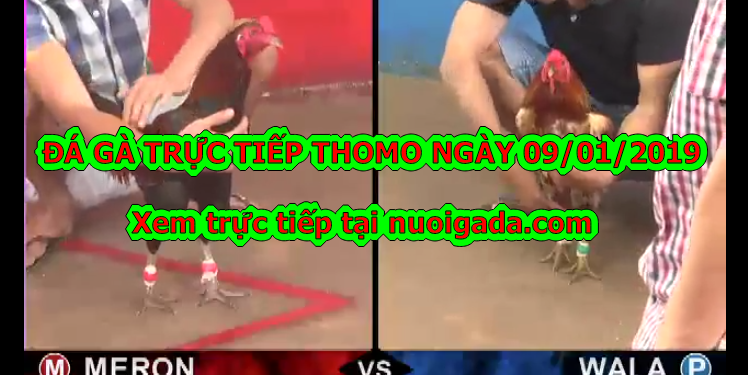 Xem đá gà Thomo trực tiếp Hôm Nay ngày 9/1/2020
