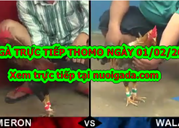 Xem trực tiếp đá gà Casino ngày 1/2/2020