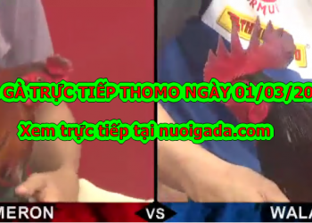 Đá gà trực tiếp 999 hôm nay ngày 25/2/2020
