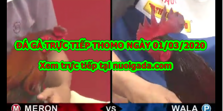 Đá gà trực tiếp 999 hôm nay ngày 25/2/2020