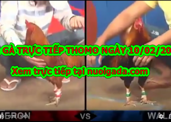 Đá gà trực tiếp Hôm Nay, thứ 2 ngày 10/2/2020