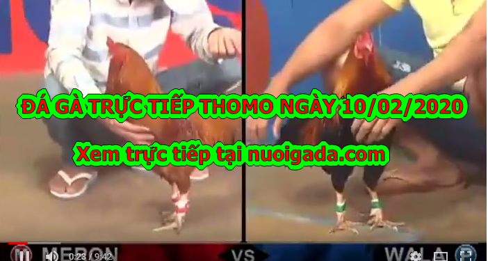Đá gà trực tiếp Hôm Nay, thứ 2 ngày 10/2/2020
