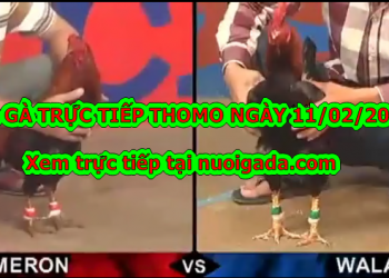 Xem đá gà Campuchia MỚI NHẤT ngày 11/2/2020