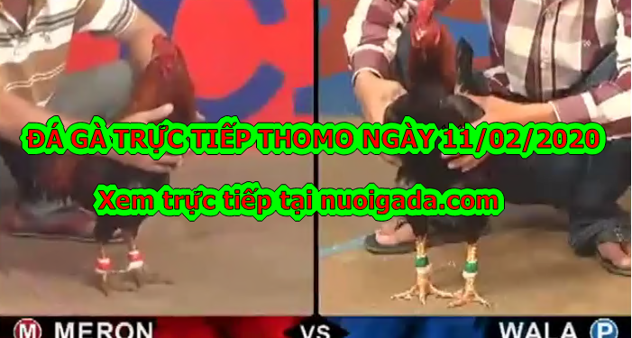 Xem đá gà Campuchia MỚI NHẤT ngày 11/2/2020