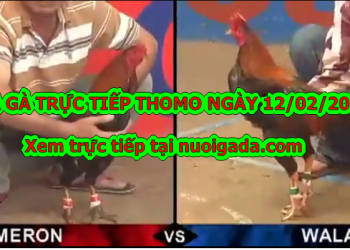 Xem đá gà Campuchia MỚI NHẤT ngày 11/2/2020