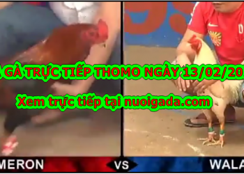 Xem đá gà Campuchia MỚI NHẤT ngày 11/2/2020