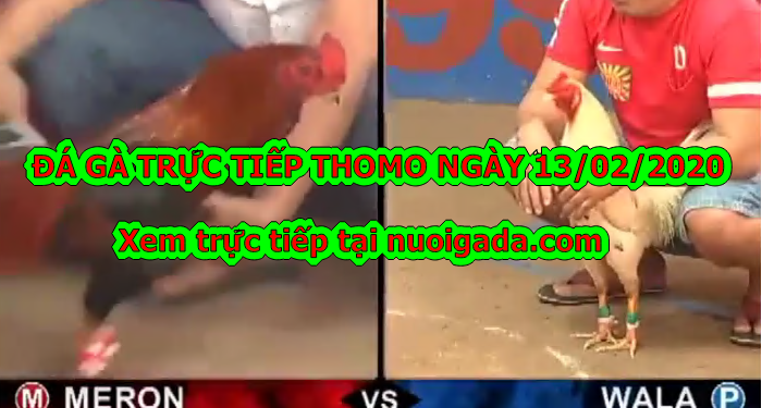 Xem đá gà Campuchia MỚI NHẤT ngày 11/2/2020