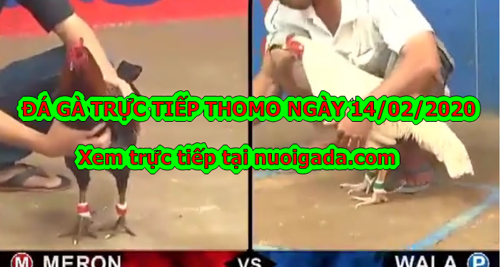 Xem đá gà Campuchia MỚI NHẤT ngày 11/2/2020