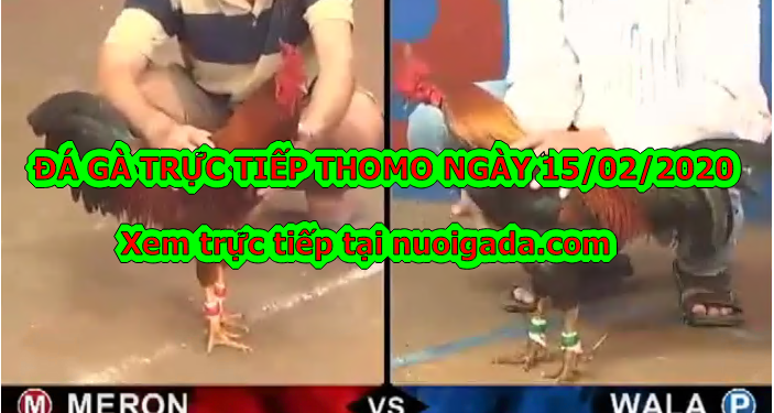 Coi đá gà trực tiếp Campuchia ngày 15/2/2020