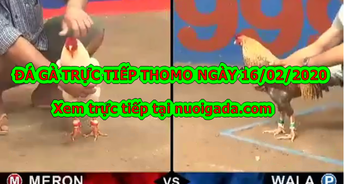 Coi đá gà trực tiếp Campuchia ngày 15/2/2020