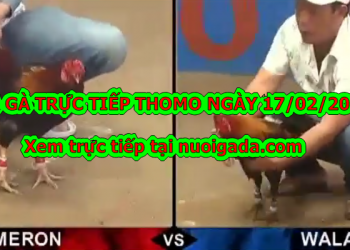 Coi đá gà trực tiếp Campuchia ngày 15/2/2020