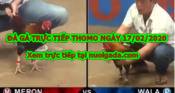 Coi đá gà trực tiếp Campuchia ngày 15/2/2020