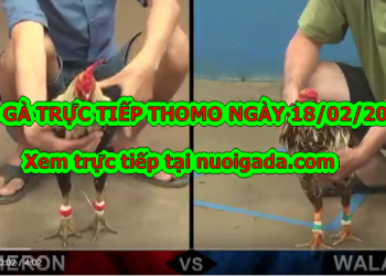 Đá gà Thomo trực tiếp Hôm Nay ngày 18/2/2020